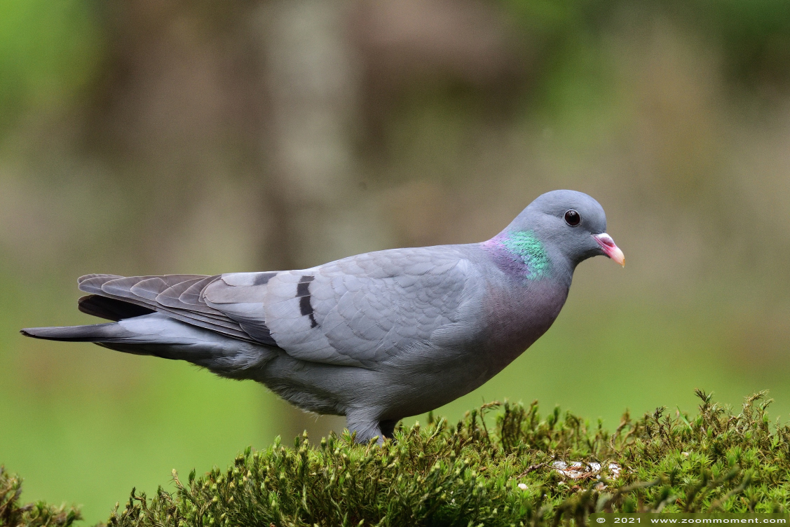 holenduif ( Columba oenas ) stock dove
Trefwoorden: Boshut Wechelderzande holenduif Columba oenas stock dove