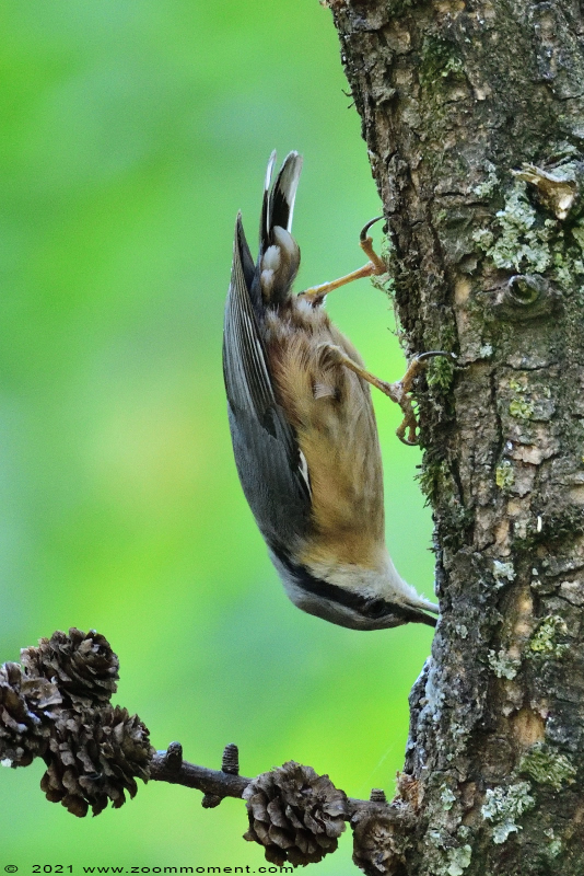 boomklever ( Sitta europaea ) Eurasian nuthatch wood nuthatch Kleiber Spechtmeise
关键词: Boshut Wechelderzande boomklever Sitta europaea Eurasian nuthatch wood nuthatch Kleiber Spechtmeise