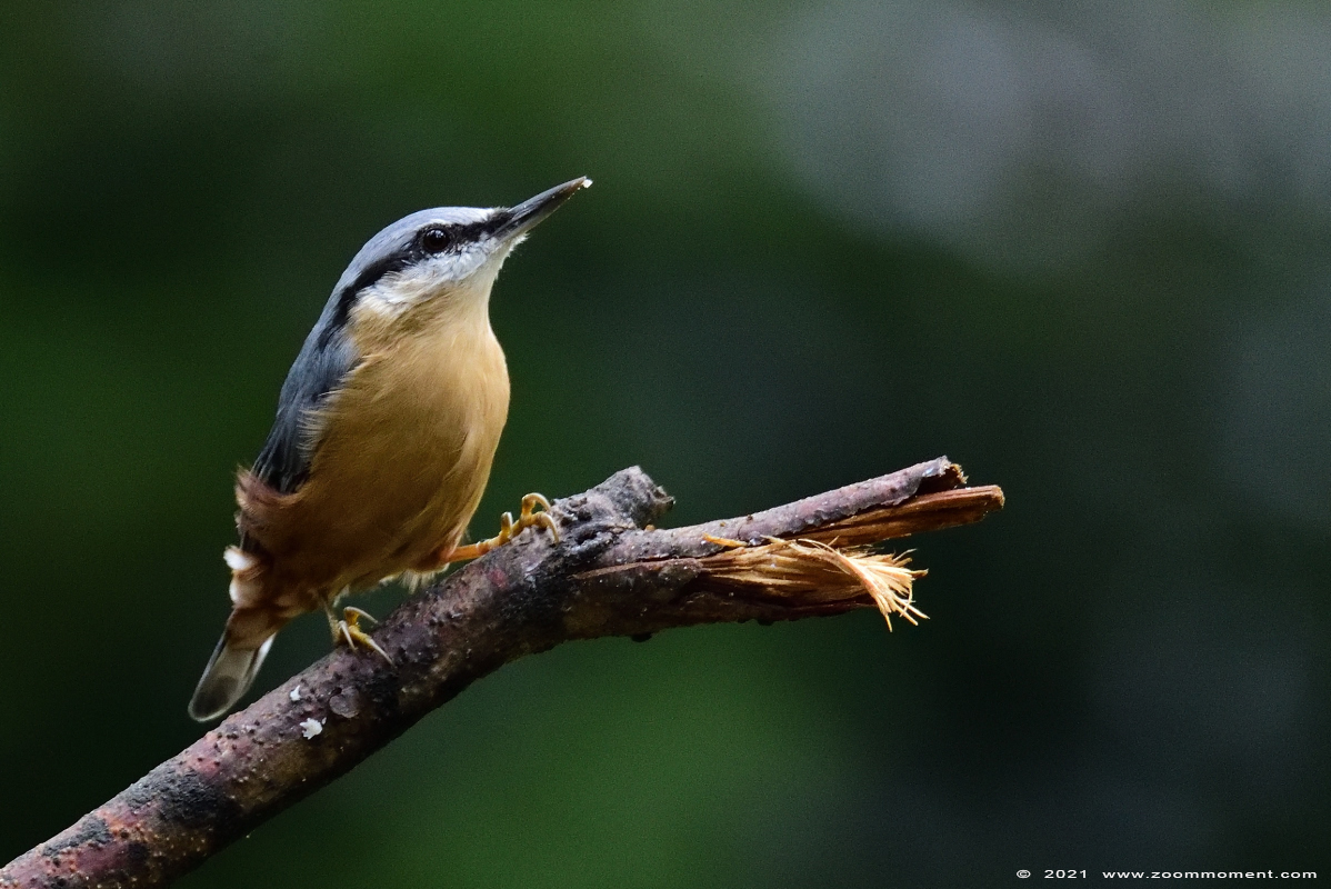 boomklever ( Sitta europaea ) Eurasian nuthatch wood nuthatch Kleiber Spechtmeise
Parole chiave: Boshut Wechelderzande boomklever Sitta europaea Eurasian nuthatch wood nuthatch Kleiber Spechtmeise