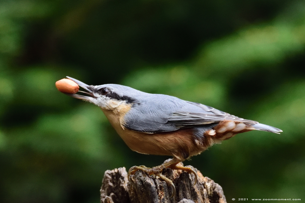 boomklever ( Sitta europaea ) Eurasian nuthatch wood nuthatch Kleiber Spechtmeise
Palabras clave: Boshut Wechelderzande boomklever Sitta europaea Eurasian nuthatch wood nuthatch Kleiber Spechtmeise