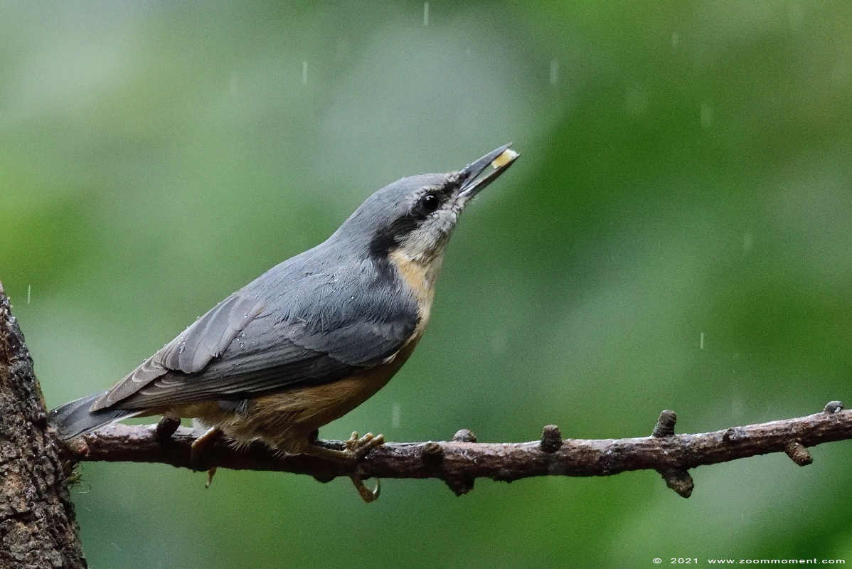 boomklever ( Sitta europaea ) Eurasian nuthatch wood nuthatch Kleiber Spechtmeise
关键词: Boshut Wechelderzande boomklever Sitta europaea Eurasian nuthatch wood nuthatch Kleiber Spechtmeise