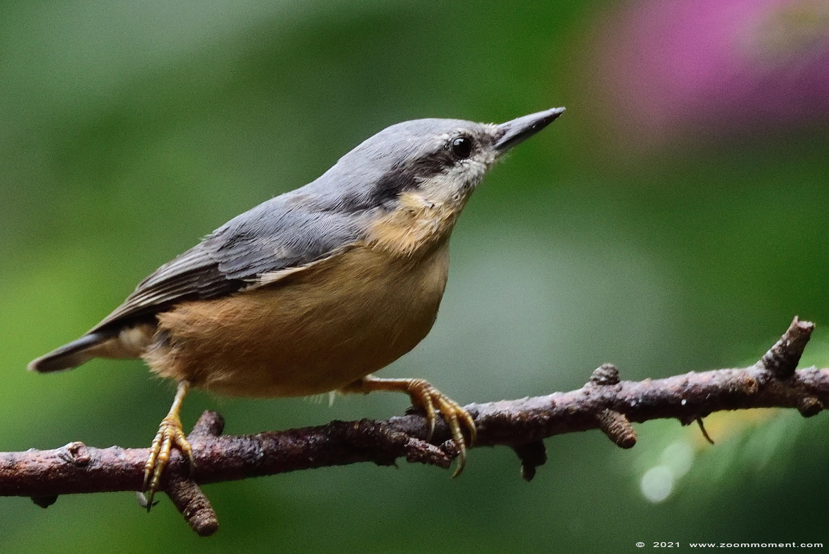 boomklever ( Sitta europaea ) Eurasian nuthatch wood nuthatch Kleiber Spechtmeise
Paraules clau: Boshut Wechelderzande boomklever Sitta europaea Eurasian nuthatch wood nuthatch Kleiber Spechtmeise