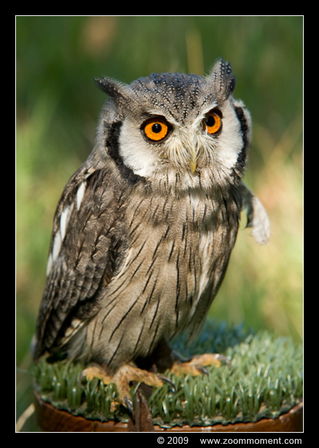 uil owl
Keywords: Aarschot 2009 uil owl bird vogel
