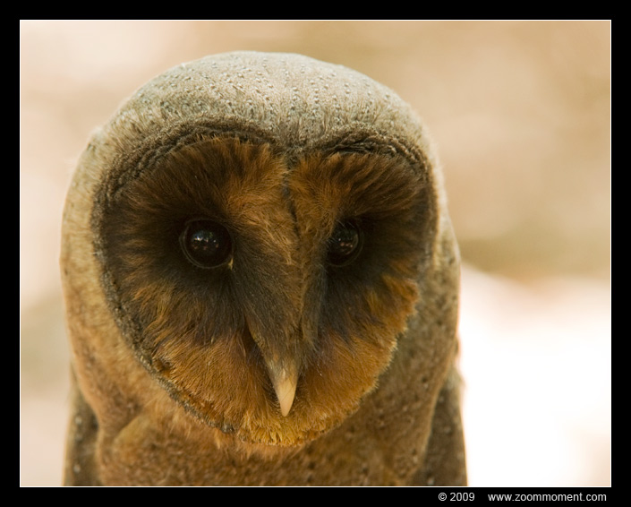 kerkuil ( Tyto alba ) barn owl 
Trefwoorden: Aarschot 2009 uil owl bird vogel kerkuil Tyto alba  barn owl 
