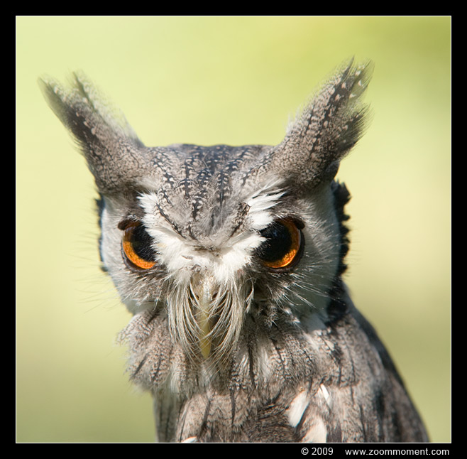 uil owl
Keywords: Aarschot 2009 uil owl bird vogel