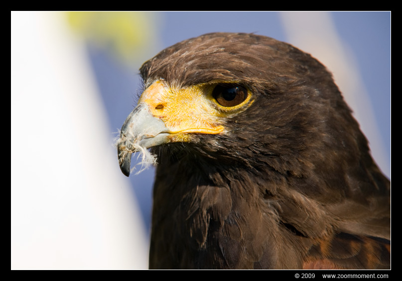 arend  eagle
Trefwoorden: Aarschot 2009 bird vogel arend eagle