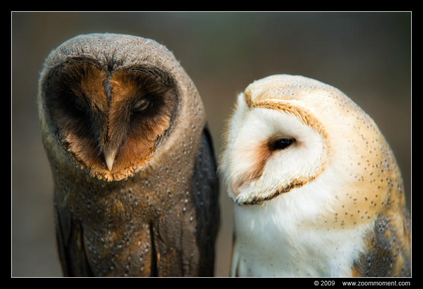 kerkuil ( Tyto alba ) barn owl 
Ключови думи: Aarschot 2009 uil owl bird vogel kerkuil 