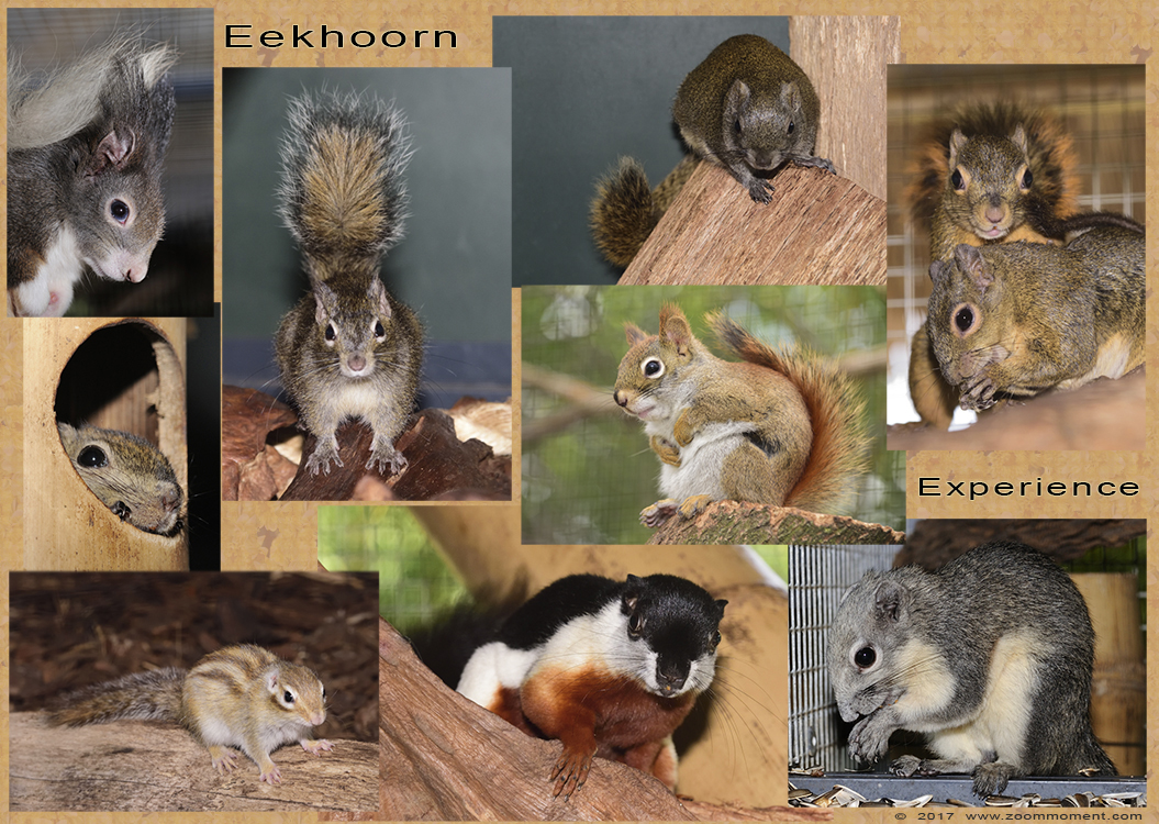 eekhoorns squirrel
Trefwoorden: Eekhoorn Experience Evenaar Etten-Leur eekhoorns squirrel