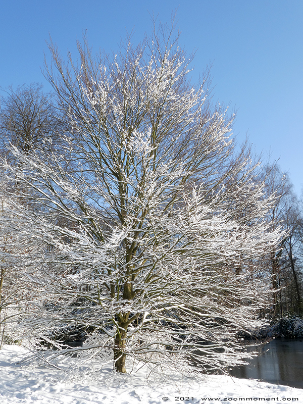Domein de Renesse Oostmalle
Trefwoorden: Domein de Renesse Oostmalle Belgium kasteel sneeuw snow