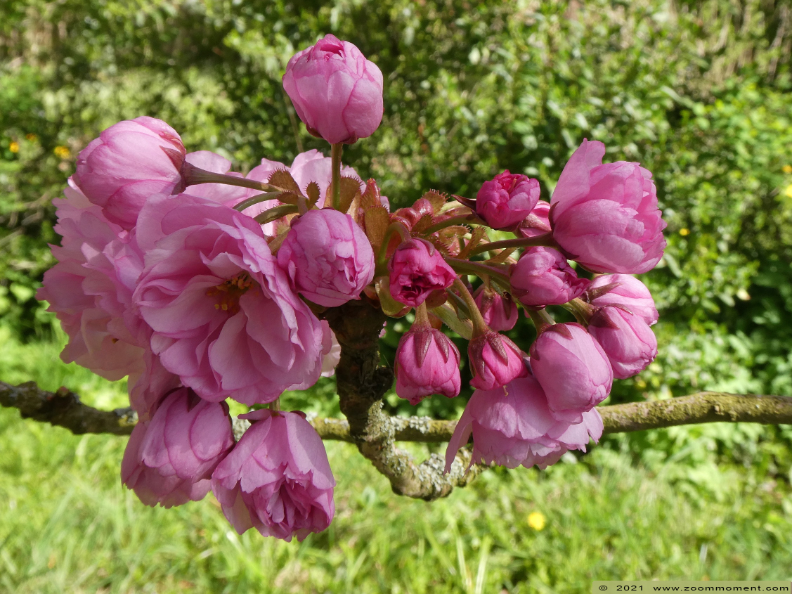bloesems blossoms
Avainsanat: Neerijse bloesems blossoms