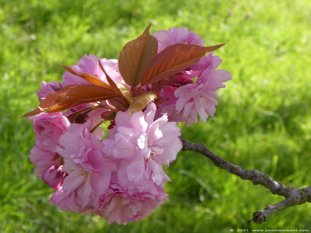 bloesems blossoms
Λέξεις-κλειδιά: Neerijse bloesems blossoms