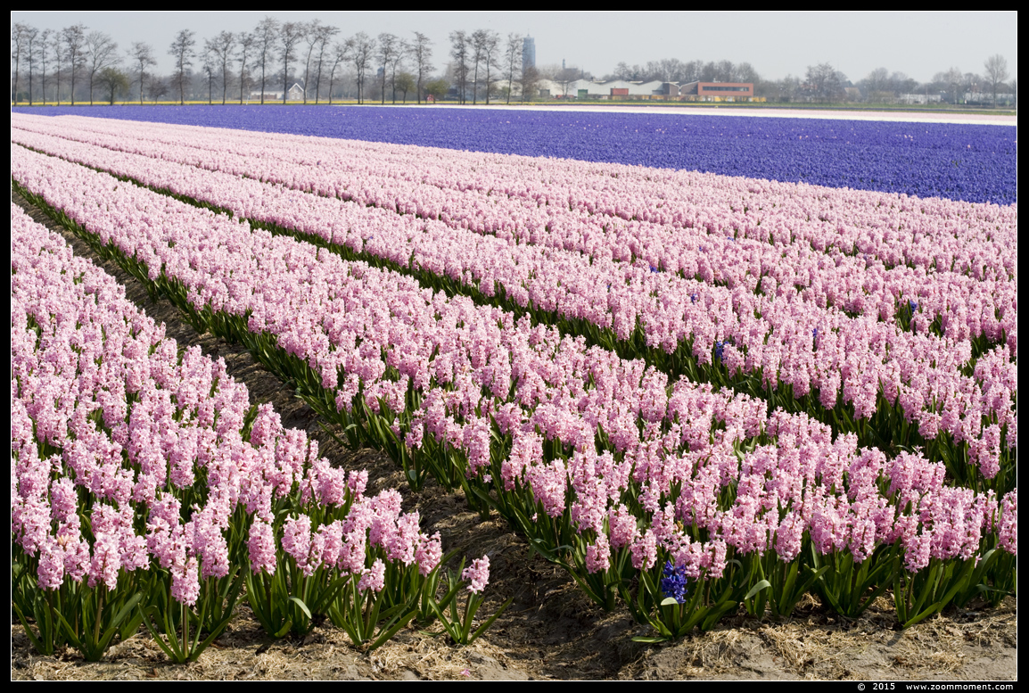 hyacinten Bollenstreek   Bulbs District
Keywords: Bollenstreek Lisse Nederland  Bulbs District hyacinth hyacint narcis daffodil  narcissus tulp tulip