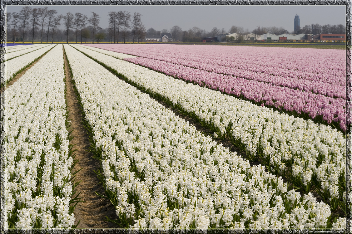hyacinten Bollenstreek   Bulbs District
Trefwoorden: Bollenstreek Lisse Nederland  Bulbs District hyacinth hyacint