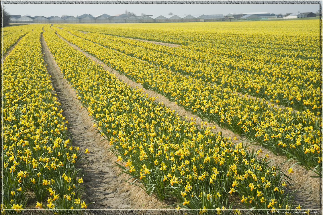 narcissen  Bollenstreek   Bulbs District
Palabras clave: Bollenstreek Lisse Nederland  Bulbs District narcis daffodil  narcissus