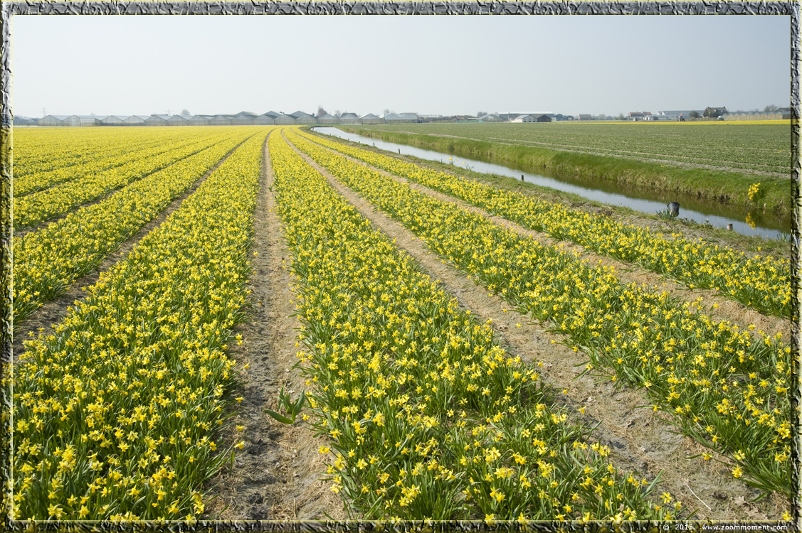 narcissen  Bollenstreek   Bulbs District
Nøgleord: Bollenstreek Lisse Nederland  Bulbs District narcis daffodil  narcissus