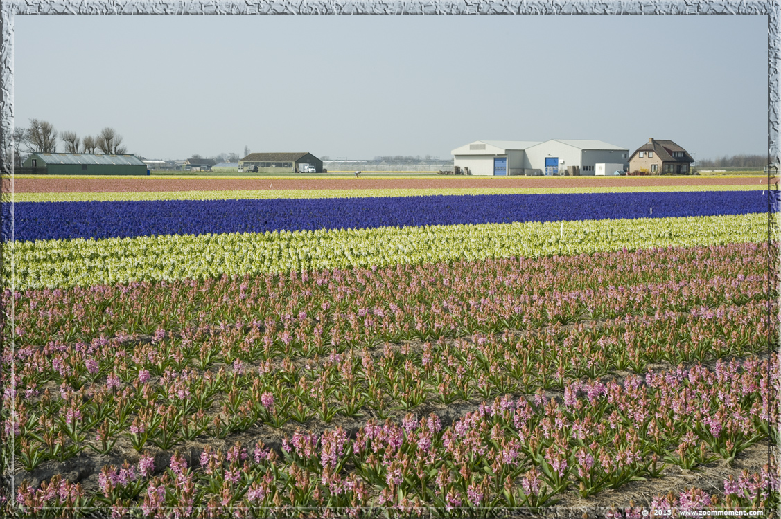 hyacinten Bollenstreek   Bulbs District
Nyckelord: Bollenstreek Lisse Nederland  Bulbs District hyacinth hyacint