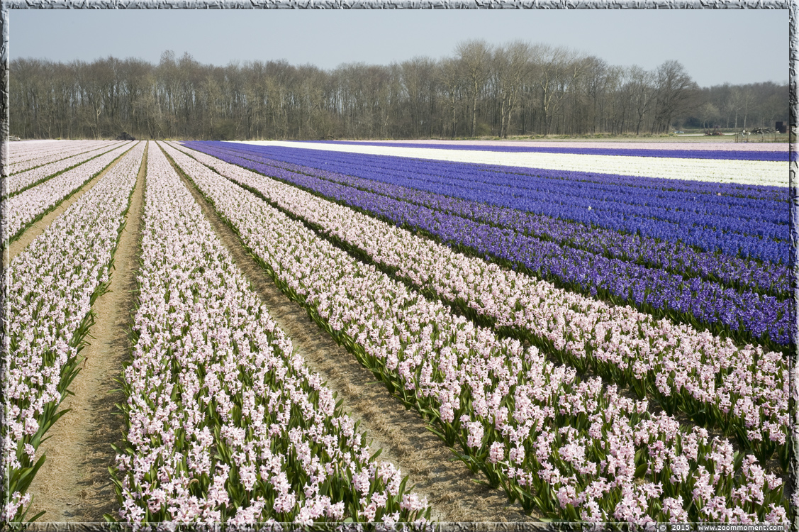 hyacinten Bollenstreek   Bulbs District
Ключови думи: Bollenstreek Lisse Nederland  Bulbs District hyacinth hyacint