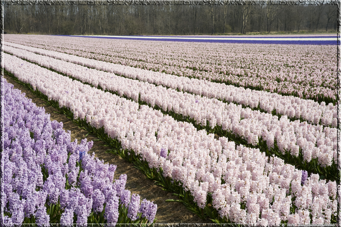 hyacinten Bollenstreek   Bulbs District
Mots-clés: Bollenstreek Lisse Nederland  Bulbs District hyacinth hyacint