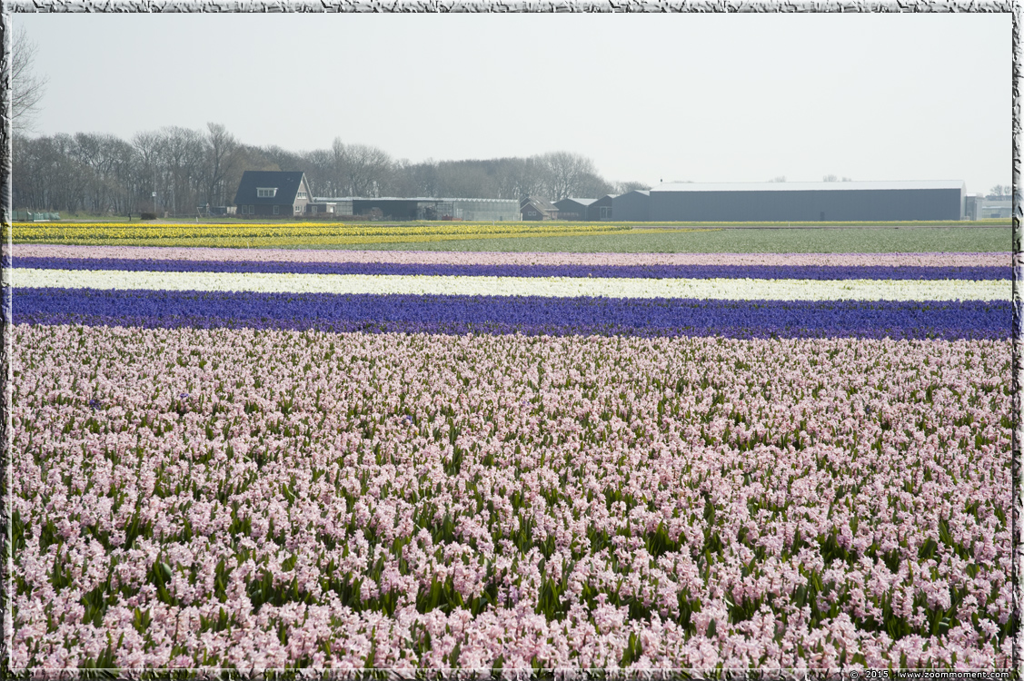 hyacinten Bollenstreek   Bulbs District
Nyckelord: Bollenstreek Lisse Nederland  Bulbs District hyacinth hyacint