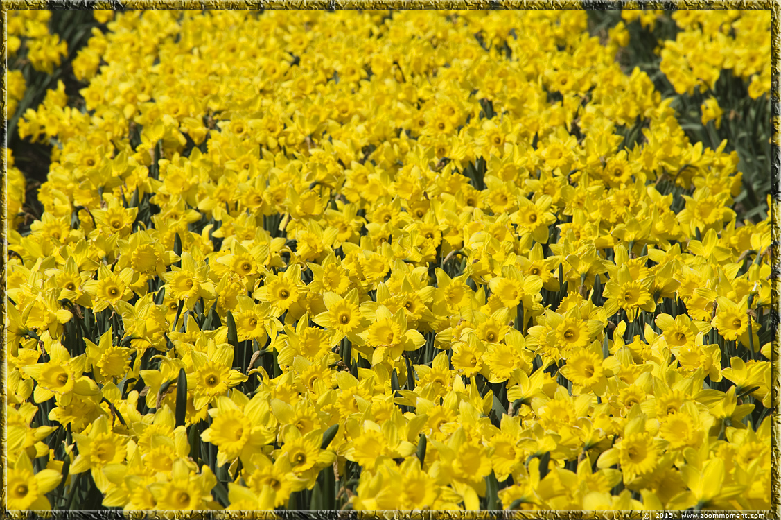 narcissen  Bollenstreek   Bulbs District
الكلمات الإستدلالية(لتسهيل البحث): Bollenstreek Lisse Nederland  Bulbs District narcis daffodil  narcissus