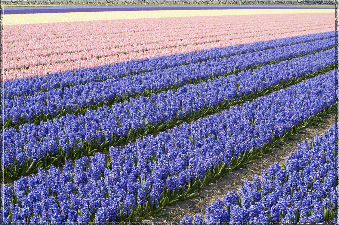 hyacinten Bollenstreek   Bulbs District
Ключови думи: Bollenstreek Lisse Nederland  Bulbs District hyacinth hyacint