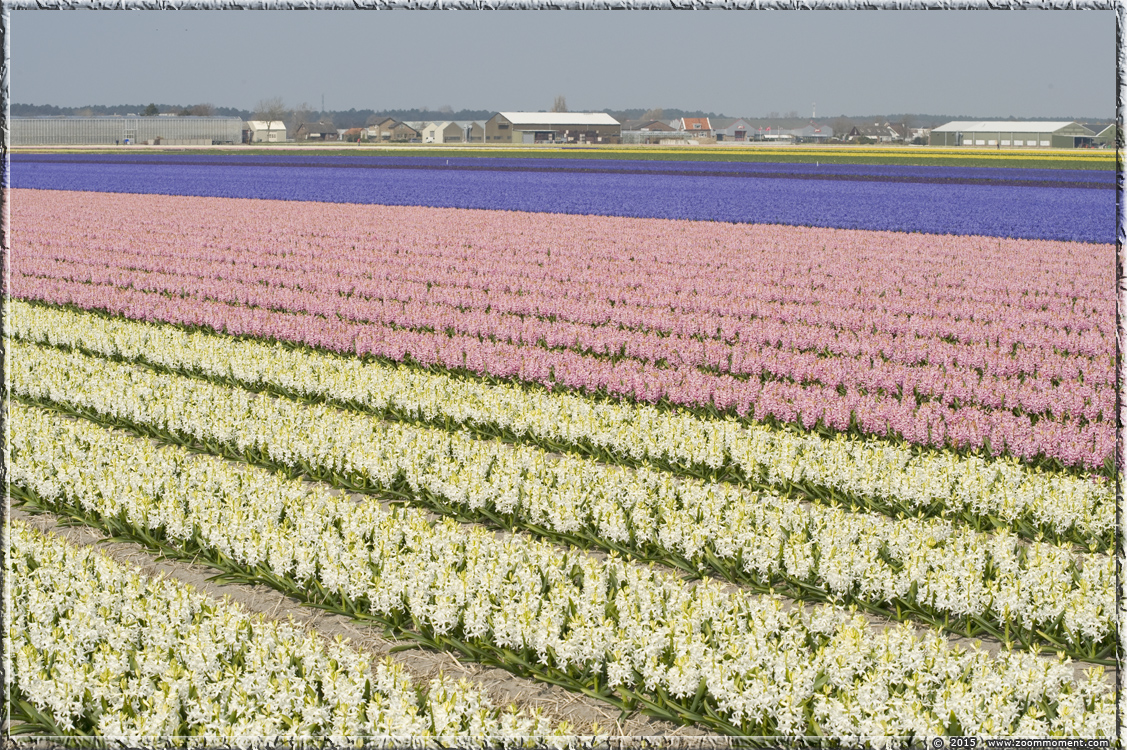 hyacinten Bollenstreek   Bulbs District
キーワード: Bollenstreek Lisse Nederland  Bulbs District hyacinth hyacint
