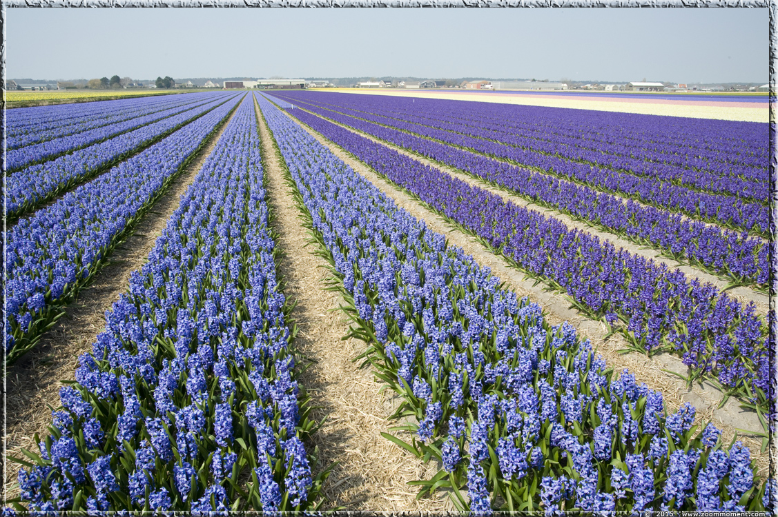 hyacinten Bollenstreek   Bulbs District
Keywords: Bollenstreek Lisse Nederland  Bulbs District hyacinth hyacint