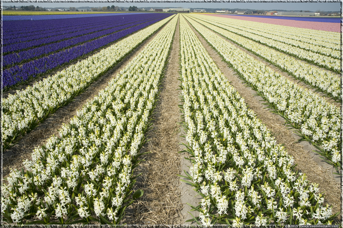 hyacinten Bollenstreek   Bulbs District
Võtmesõnad: Bollenstreek Lisse Nederland  Bulbs District hyacinth hyacint