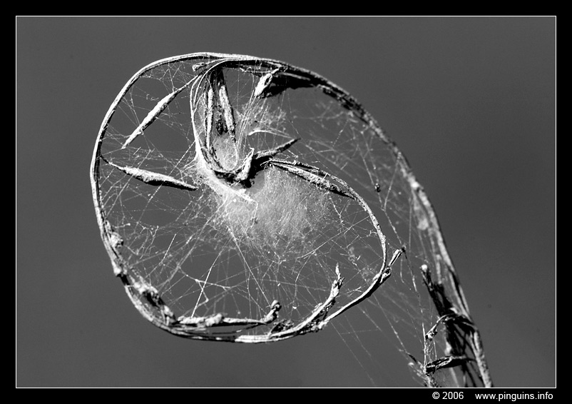 spinnenweb web  cob or spider web
Trefwoorden: Den Diel Mol spinnenweb web  cob or spider web spin