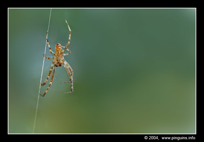 spin   spider
Trefwoorden: Den Diel Mol spider spin