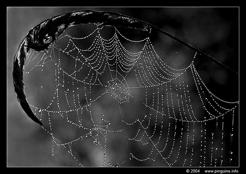 Doode Bemde : spinnenweb web  cob or spider web
Ключові слова: Doode Bemde Neerijse Bertem Belgium rag web cob