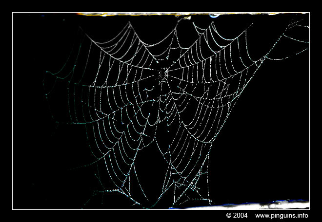 spinnenweb web  cob or spider web
Palavras chave: Doode Bemde Neerijse Bertem Spider cob web spinnenweb