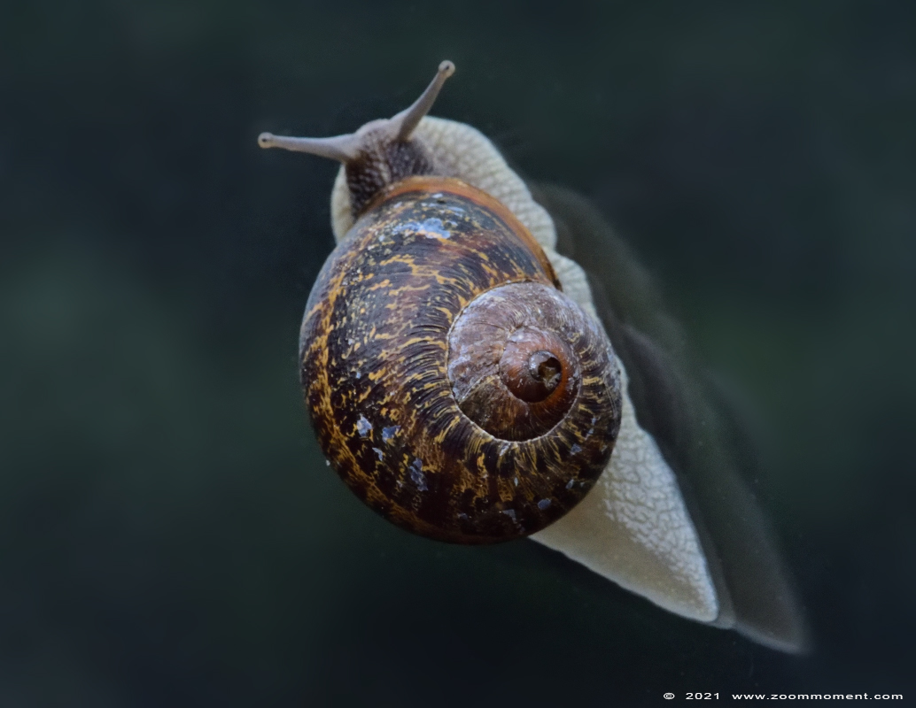 wijngaardslak ( Helix pomatia ) snail Weinbergschnecke
Trefwoorden: Beerse tuin wijngaardslak Helix pomatia Weinbergschnecke
