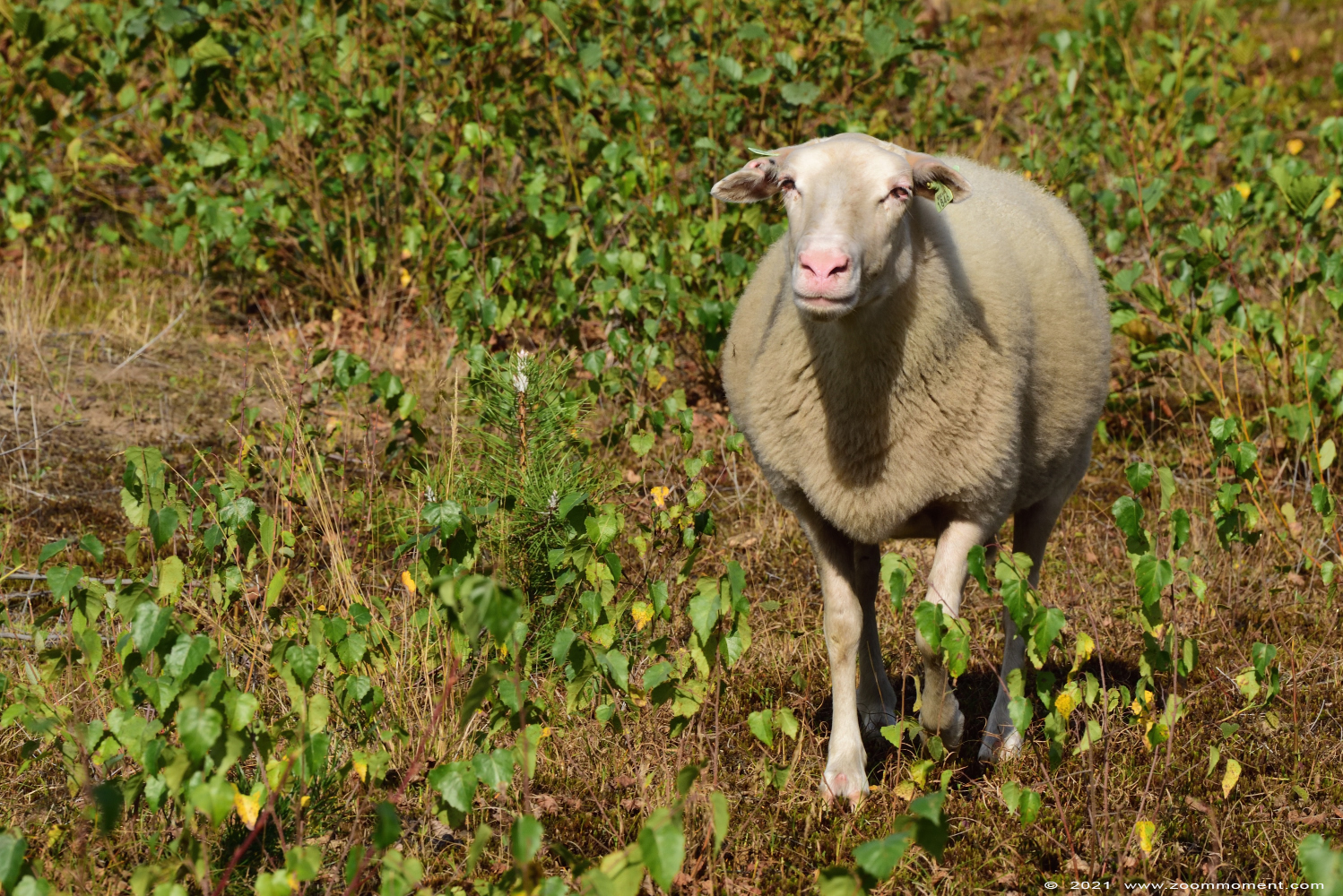 schaap sheep
Palavras chave: Eksterheide schaap sheep