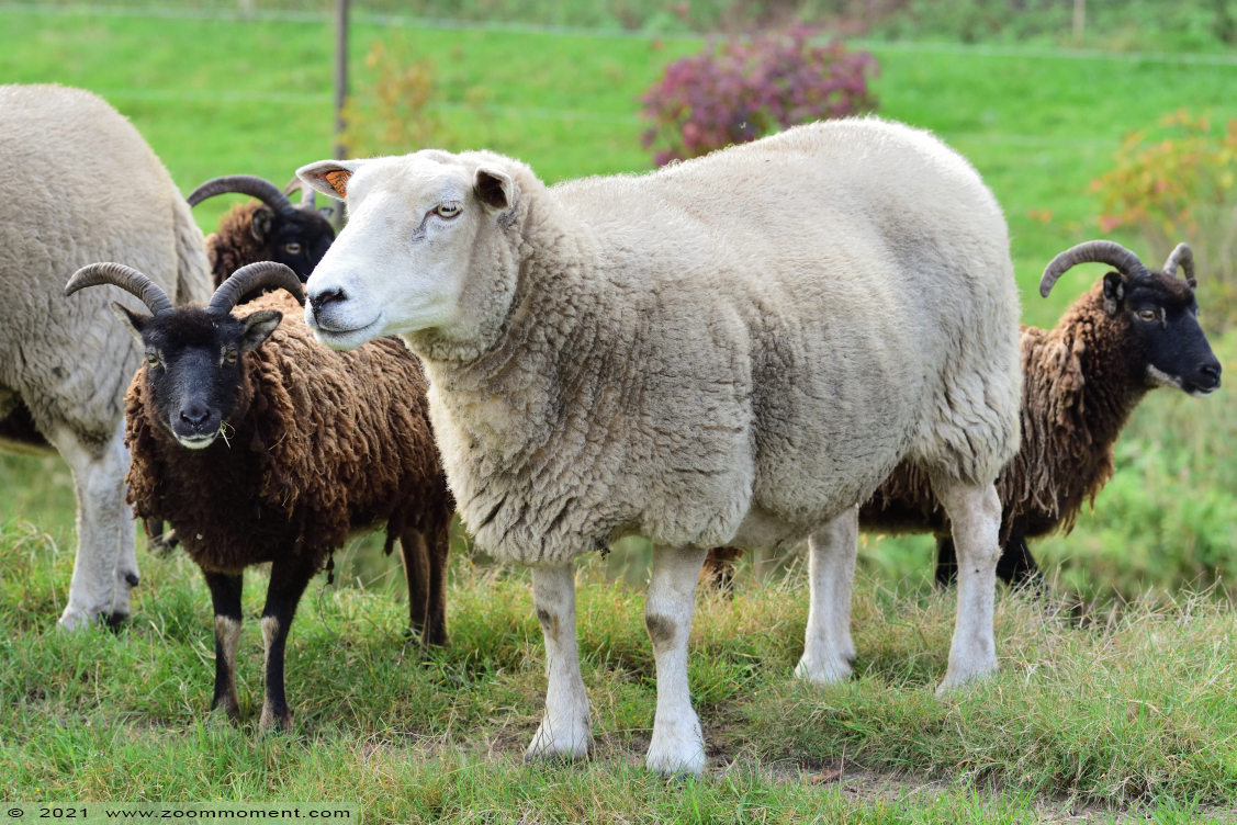 schaap sheep
Avainsanat: Plantentuin Merksplas schaap sheep