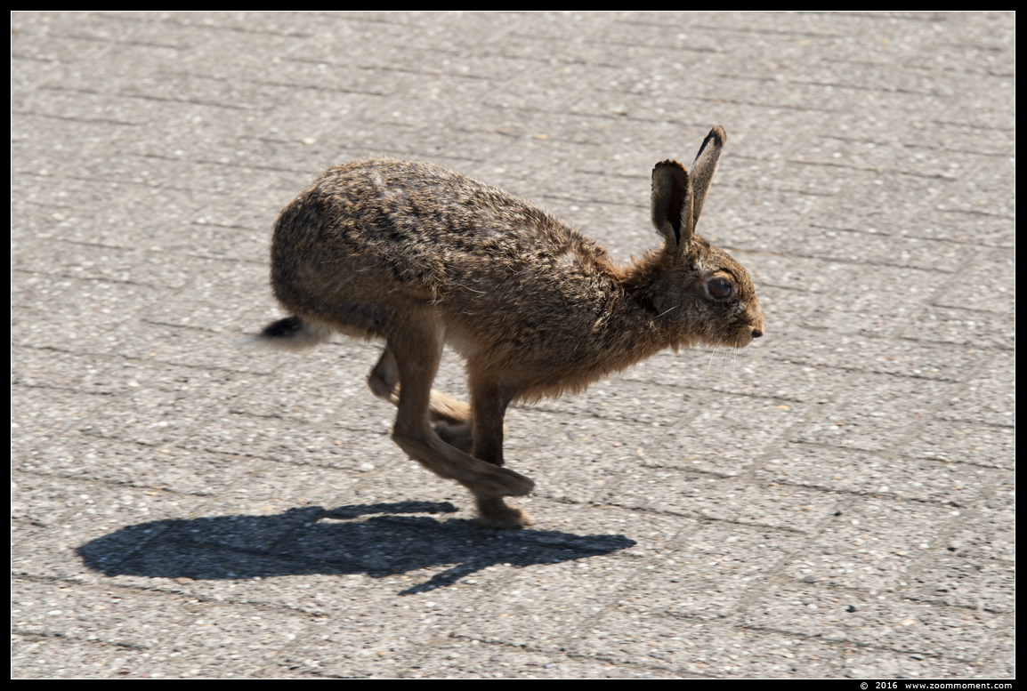 haas  ( Lepus europaeus ) Europian hare
Trefwoorden: Beerse haas Lepus europaeus Europian hare
