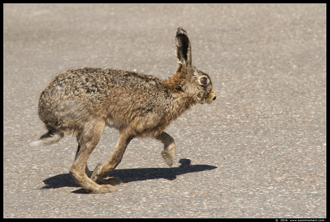 haas  ( Lepus europaeus ) Europian hare
Trefwoorden: Beerse haas Lepus europaeus Europian hare