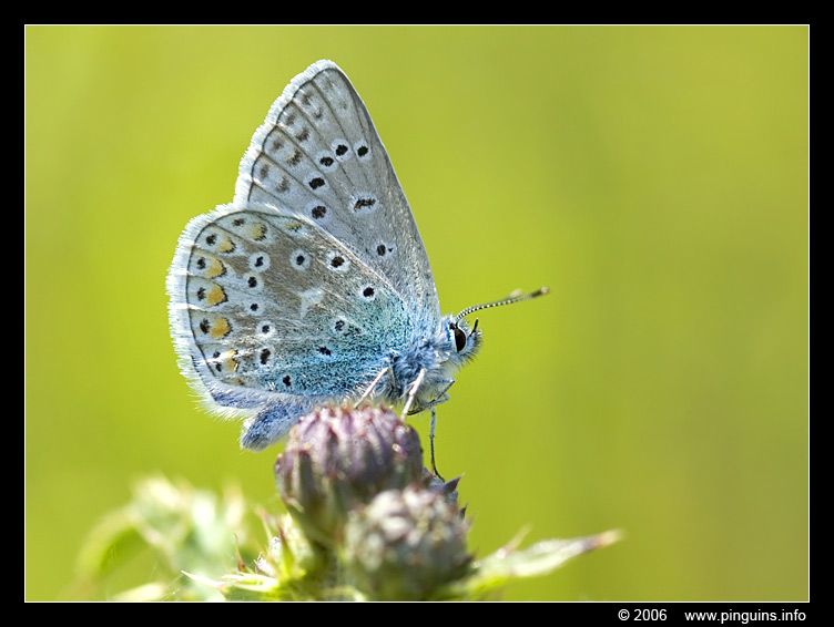 icarus blauwtje ( Polyommatus icarus ) common blue
Ключові слова: icarusblauwtje blauwtje vlinder butterfly  Polyommatus icarus  common blue