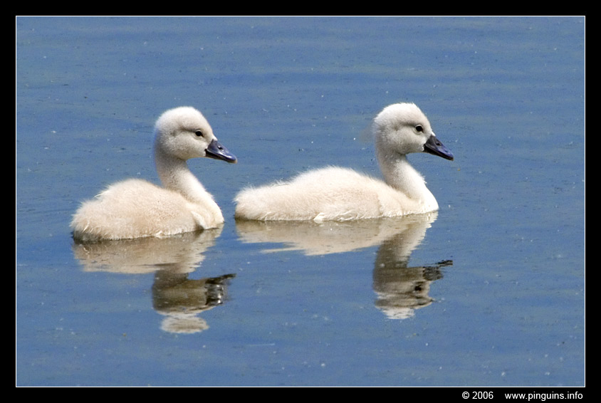 knobbelzwaan ( Cygnus olor ) swan
Keywords: Blokkersdijk Belgie knobbelzwaan zwaan Cygnus olor swan vogel bird