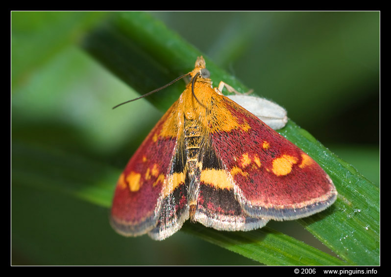 muntvlinder ( Pyrausta aurata ) mint moth
Keywords: natuurgebied naturereserve Voornes Duin Nederland muntvlindertje vlinder butterfly mint moth