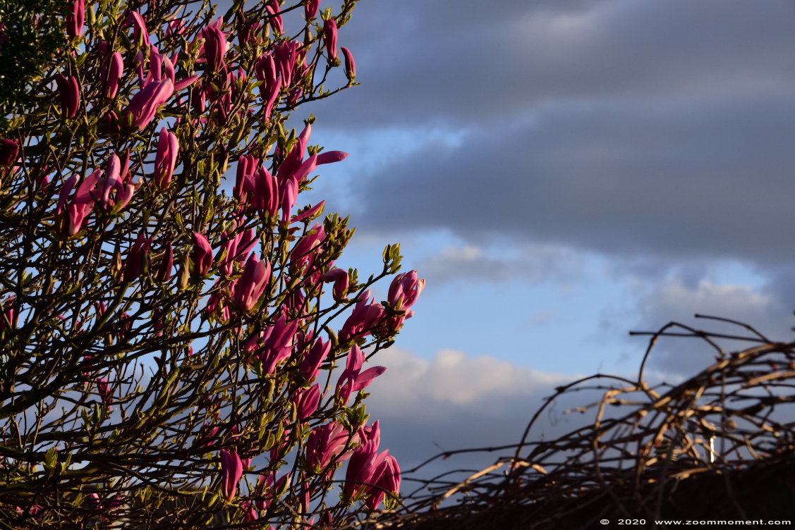 magnolia 
Avainsanat: Tuin Beerse Belgium magnolia