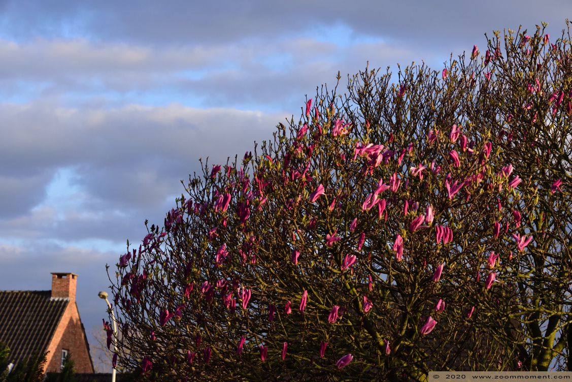 magnolia 
Ключові слова: Tuin Beerse Belgium magnolia