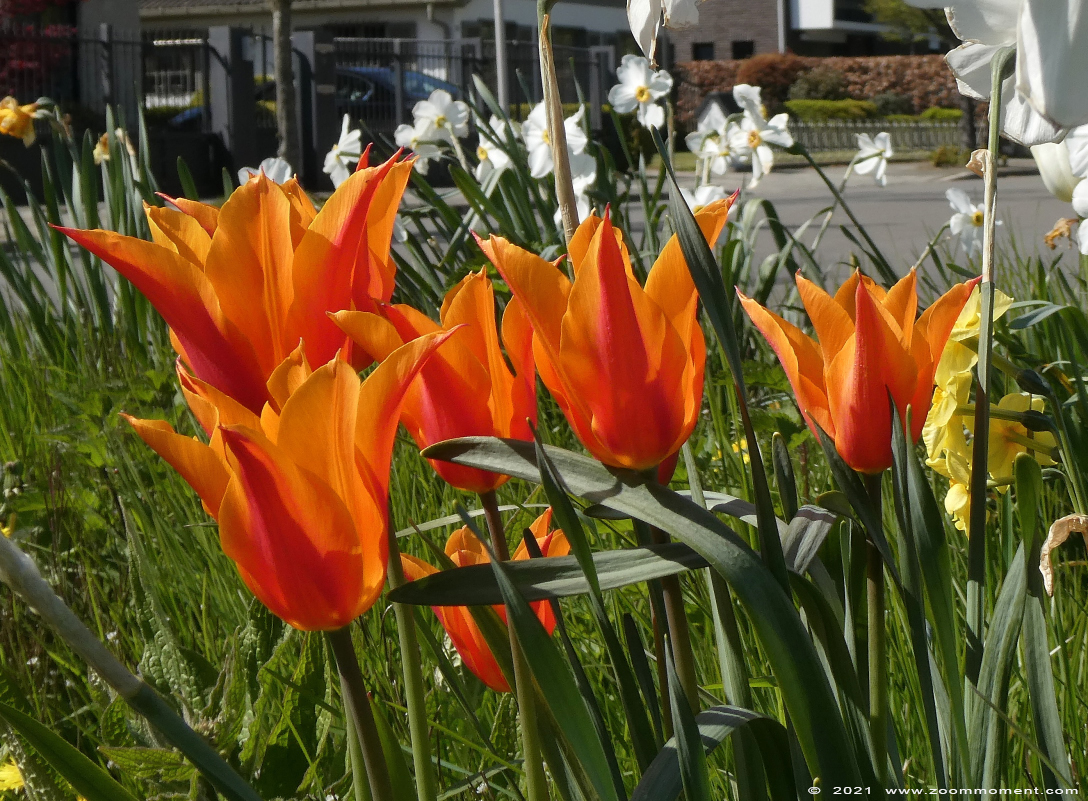 tulp ( Tulipa ) tulip
Keywords: Streetart tulp tulip Tulipa