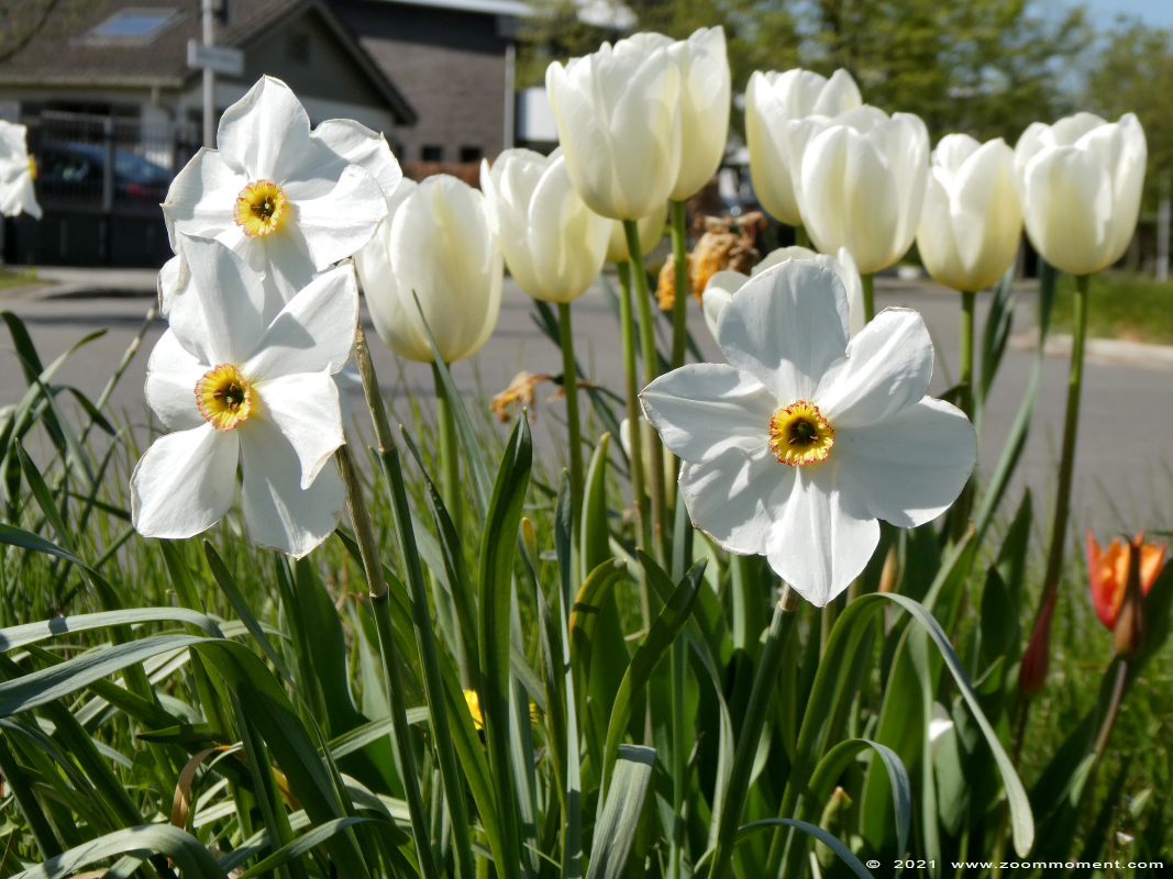 narcis of paasbloem ( Narcissus ) Narzissen
Trefwoorden: Streetart bloem flower paasbloem narcis Narcissus Narzissen