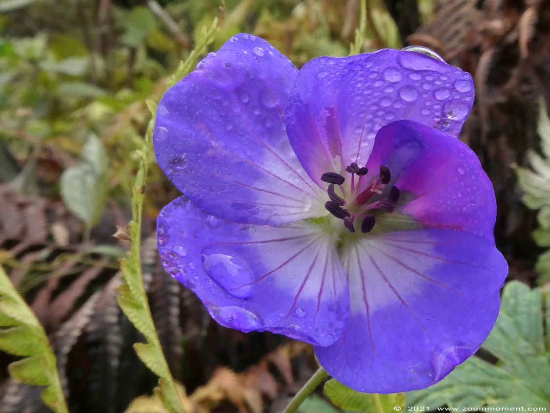 viooltjes ( Viola ) Veilchen
Trefwoorden: Kalmthout Belgium bloem flower viool Viola Veilchen