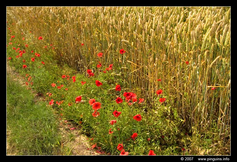 klaprozen  ( Meerbeek Belgium )  poppies
Trefwoorden: klaprozen  Meerbeek Belgium  poppies klaproos poppy rood bloem flower red