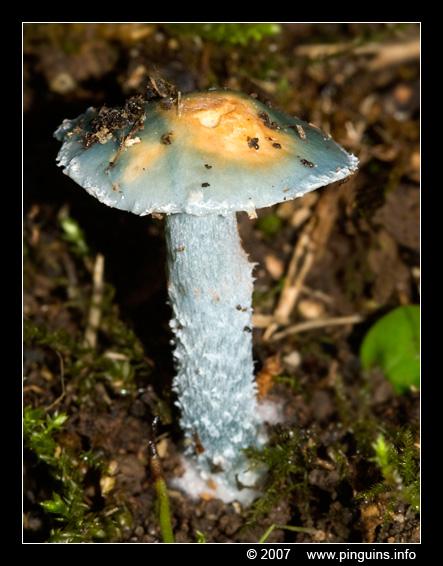 valse kopergroenzwam ( Stropharia caerulea ) blue roundhead
Trefwoorden: Koeheide Bertem Belgie Belgium paddestoel paddenstoel fungus fungi valse kopergroenzwam Stropharia caerulea blue roundhead zwam