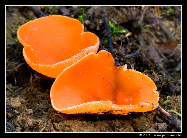 grote oranje bekerzwam  ( Aleuria aurantia ) orange peel fungus
Trefwoorden: Koeheide Bertem Belgie Belgium paddestoel paddenstoel fungus fungi Aleuria aurantia oranje bekerzwam zwam orange peel fungus