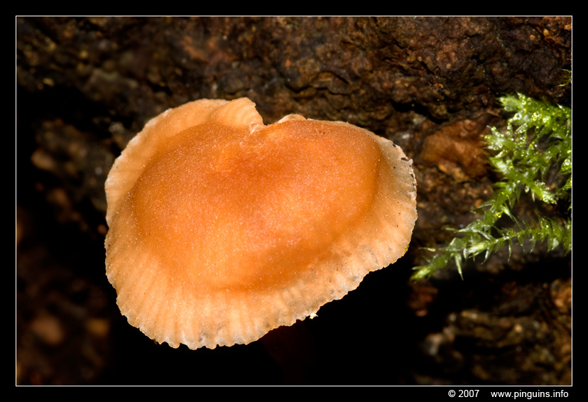 paddenstoel ( species ? ) fungus
onbekende soort
unknown species
Keywords: Waarloos oude spoorwegberm Belgie Belgium paddestoel paddenstoel fungus fungi