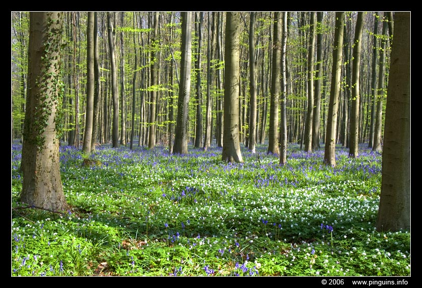 boshyacint of wilde hyacint ( Hyacinthoides non-scripta) common bluebell in Hallerbos Belgium
Keywords: boshyacint wilde hyacint Hyacinthoides non-scripta common bluebell  Hallerbos Belgium